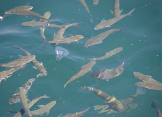 Sultan Mehmet the Conqueror’s Reign